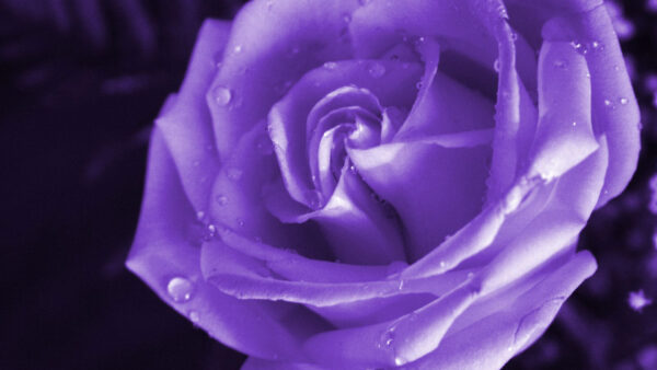 Wallpaper View, Drops, Rose, Water, Closeup, Purple