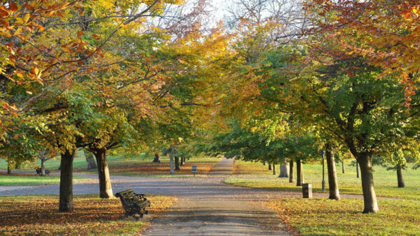 Wallpaper Wood, Nature, Bench, Yellow, Green, Path, Between, Road, Autumn, Trees, Fall