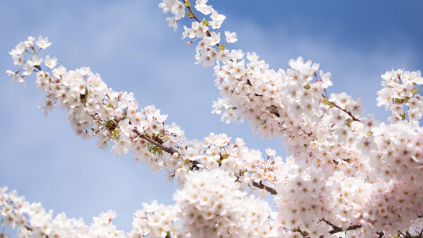 Wallpaper Background, Branches, Sky, Tree, White, Mobile, Blue, Desktop, Flowers, Sakura, Petals