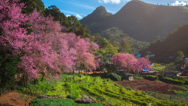 Wallpaper Flowers, Nature, Mountains, Cherry, During, Houses, Daytime, Blossom, Beautiful, Grass, Pink, Trees, Field, Green