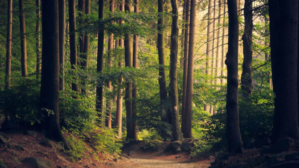 Wallpaper Autumn, Path, Stones, Forest, Background, Nature, Green, Trees