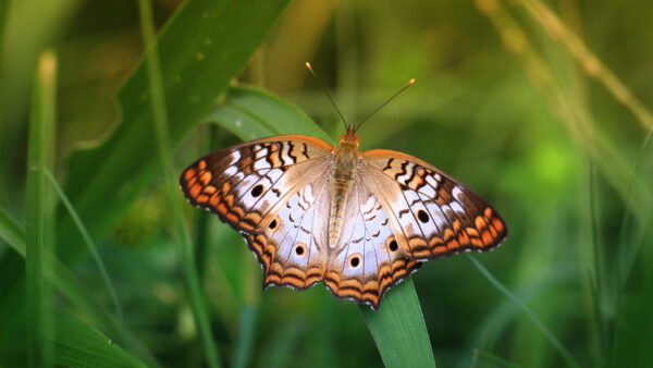 Wallpaper Design, Grass, White, Dots, Green, Blur, Background, Black, Light, Orange, Butterfly