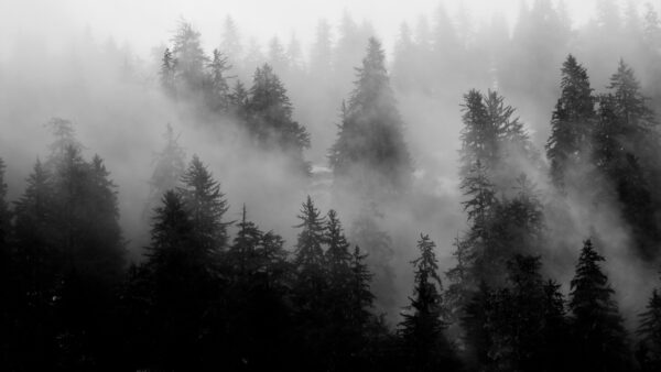 Wallpaper Bushes, Fog, Forest, Trees, With, Green, Nature
