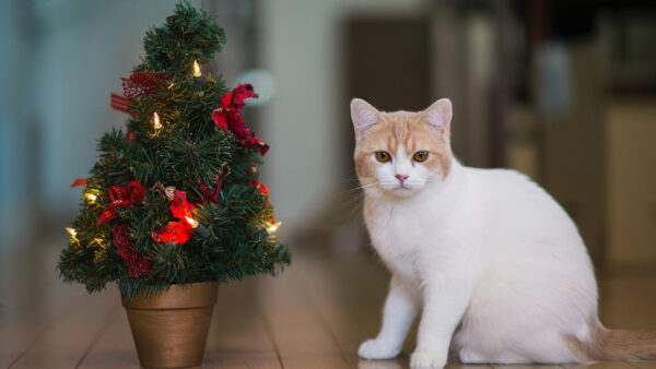 Wallpaper Near, Christmas, White, Small, Cute, Floor, Brown, Sitting, Wood, Decorated, Tree, Cat