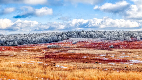 Wallpaper White, Clouds, Nature, Sand, Dry, Frozen, Blue, Sky, Trees, Under, Grass, Field, Red