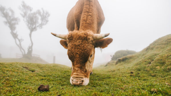 Wallpaper Grass, Brown, Eating, Cow, Fog, Background