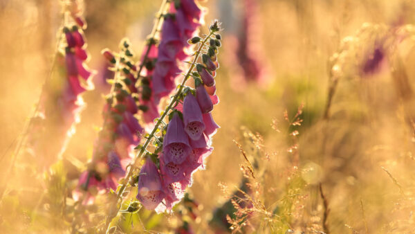 Wallpaper Flowers, Pink, Blur, Digitalis, Bokeh, Bacckground