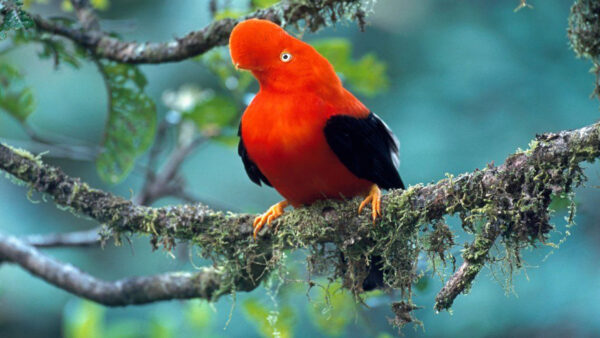 Wallpaper Birds, Bird, Black, Red, Branch, Blur, Background, Tree, Desktop, Perching