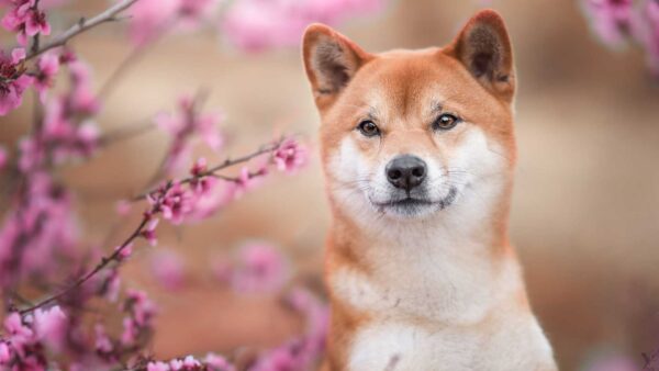 Wallpaper Shiba, Brown, Standing, Dog, Flowers, White, Pink, Background, Inu, Branches, Tree, Blur, Blossom