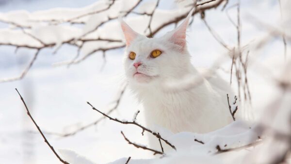 Wallpaper Look, Stare, Desktop, Sitting, Eyes, Yellow, Field, White, Background, With, Snow, Cat, Dark