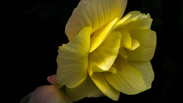 Wallpaper Background, Macro, Flower, Photography, Yellow, Petals, Dark