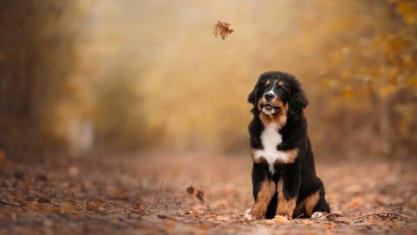 Wallpaper Dog, Bernese, Leaves, Blur, Sitting, Background, Mountain, Black, Brown, Dry