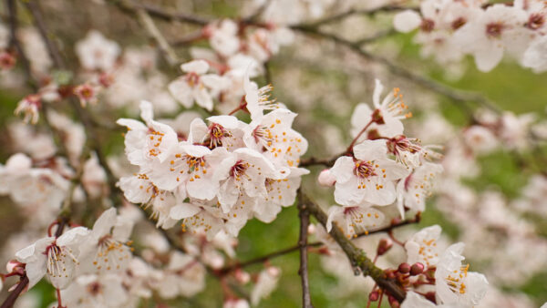 Wallpaper Branches, Petals, Background, Blur, Sakura, Tree, White, Apricot, Flowers