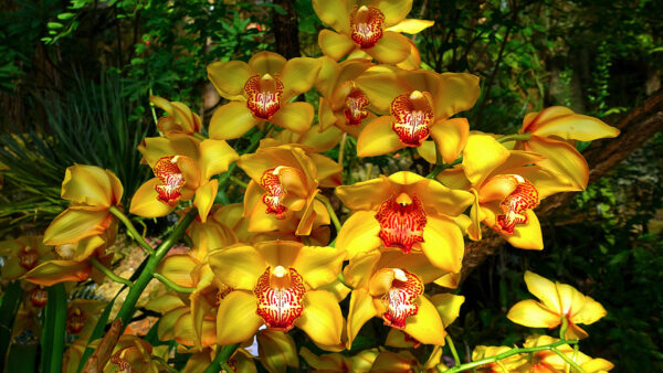 Wallpaper Orchid, Branches, Closeup, Plant, Yellow, Green, Background, Leaves, Petals, Flowers, View