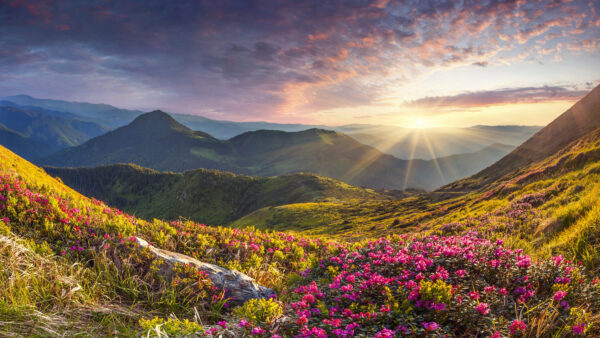 Wallpaper Under, Blue, Field, Stones, Sunlight, Nature, Grass, Rays, Flowers, Black, Slope, Clouds, Pink, Mountains, Bushes, Sky