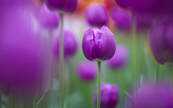 Wallpaper Tulips, Purple