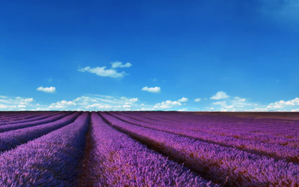 Wallpaper Fields, Lavender
