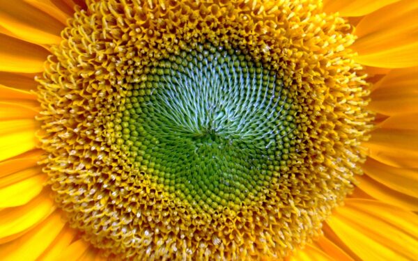 Wallpaper Sunflowers, Lovely, Widescreen
