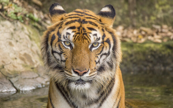 Wallpaper Tiger