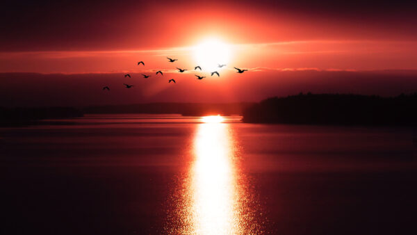 Wallpaper Flying, Birds, Sunset, Over