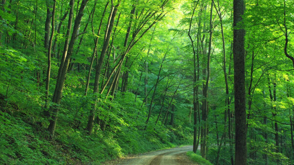 Wallpaper Trees, Green, Roadway, Between, Desktop