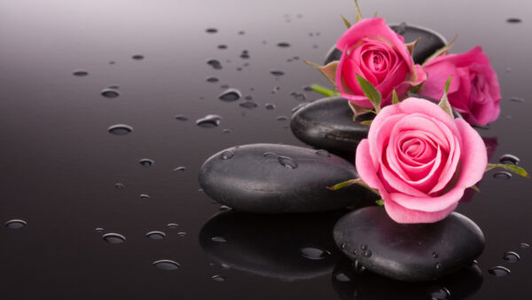 Wallpaper Roses, Desktop, Water, Black, Rose, Stones, Mobile, Light, Pink, Dark, And, Drops, With