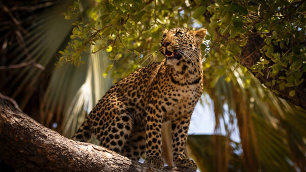 Wallpaper Side, One, Branch, Desktop, Animals, Tree, Leopard, Sitting, Facing