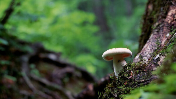 Wallpaper Forest, Background, Mushroom, Green, Blur, Swamp