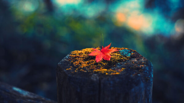 Wallpaper Nature, Red, Background, Bokeh, Leaf, Tree, Trunk, Blur, Colorful