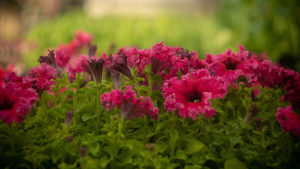 Wallpaper Flowers, Petunia, Green, Blur, Background, Pink