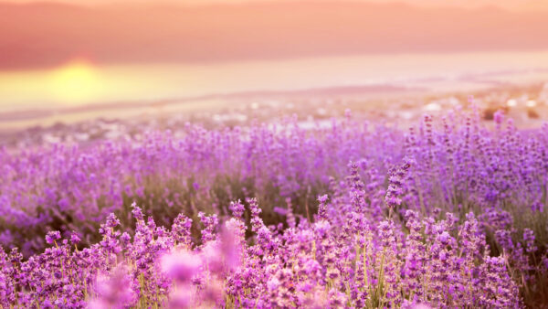Wallpaper Beautiful, Lavender, Desktop, Blur, Background, Mobile, Image, Field