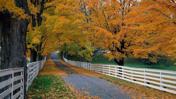 Wallpaper Road, Beautiful, Foliage, Between, Nature, Trees, And, Fence