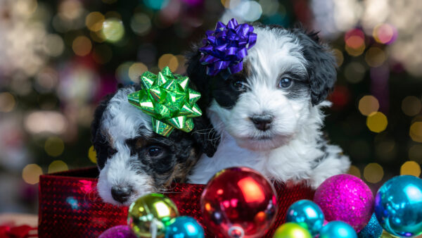 Wallpaper Desktop, Ornaments, Christmas, Pet, Puppy, Mobile, Baby, Decorated, With, Animals