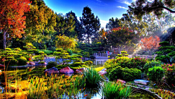 Wallpaper Nature, Trees, Sky, Grasses, Blue, Water, Between, Under, Surrounded