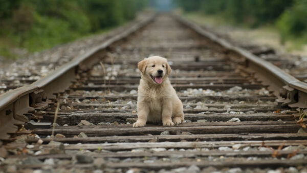 Wallpaper Dog, The, Center, Golden, Animals, Baby, Sitting, Retriever, Desktop, Track, Railway