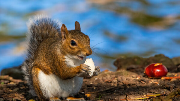 Wallpaper Eyes, Black, With, Animals, Desktop, Squirrel