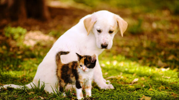 Wallpaper Black, And, Dog, Cats, Desktop, Kitten, White, Green, Cat, Dogs, Grass