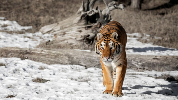 Wallpaper During, Tiger, Desktop, Walking, Sand, Daytime, White