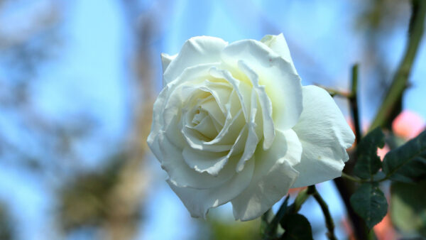 Wallpaper Leaves, Desktop, Flowers, With, Rose, White