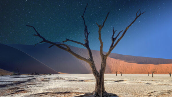 Wallpaper Sky, Daytime, Desert, Beautiful, Desktop, Nature, Tree, Blue, During, Mobile, Dune, Starry