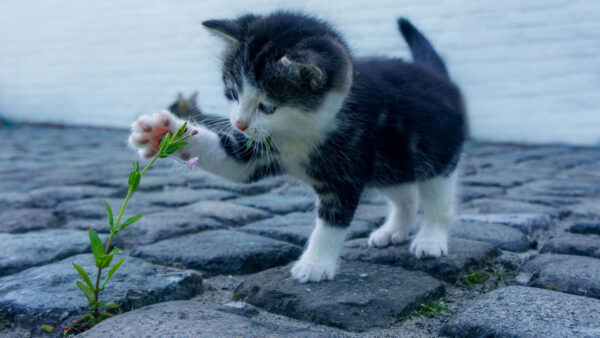 Wallpaper Kitten, Green, Plant, Black, Desktop, Cat, White, Stone, Touching, Adorable