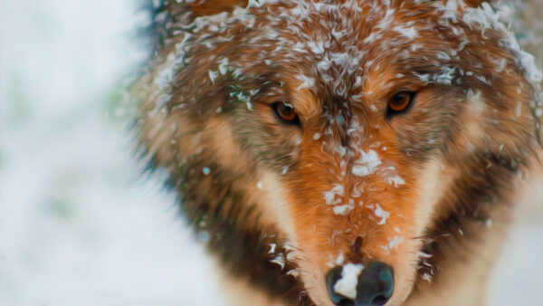 Wallpaper Face, Desktop, Snow, Animals, Wolf, Animal