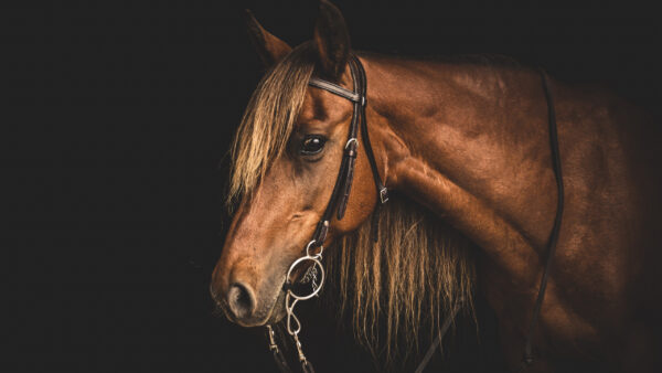 Wallpaper With, Black, Background, Brown, Horse, Desktop