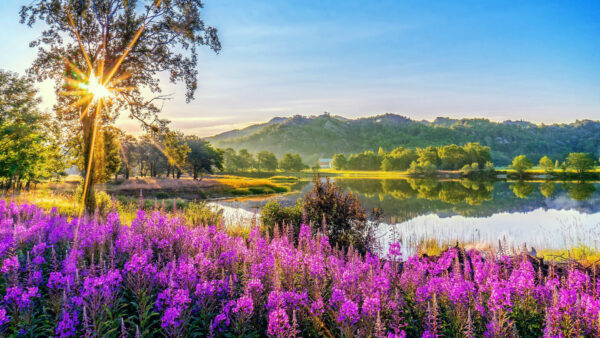 Wallpaper Water, Flowers, Near, Field, Trees, Mountains, Green, Reflection, Purple