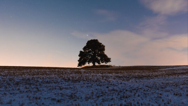 Wallpaper Tree, During, Snow, Evening, Time, Sky, Starry, Under, Field, Nature