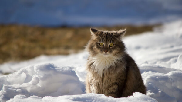 Wallpaper Desktop, Blue, Eyes, With, Background, Look, Cat, Stare, Snow, Sitting, Blur