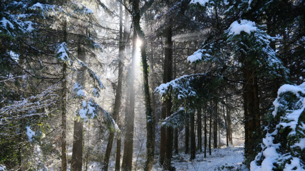 Wallpaper Sunrise, Forest, Trees, During, Covered, Nature, Snow
