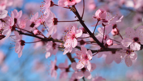 Wallpaper Sky, Season, Blossom, Pink, Background, Flowers, Spring, Blue