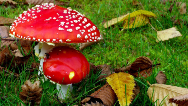 Wallpaper Dry, Mushroom, Leaves, Grass, Red, With, Mushrooms, Green