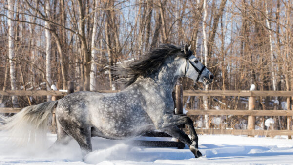 Wallpaper Snow, Desktop, White, Running, Horse, Black, And